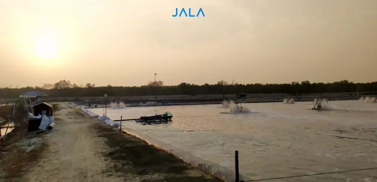 Risiko Penyakit Bintik Putih di Wilayah Pantai Utara Jawa