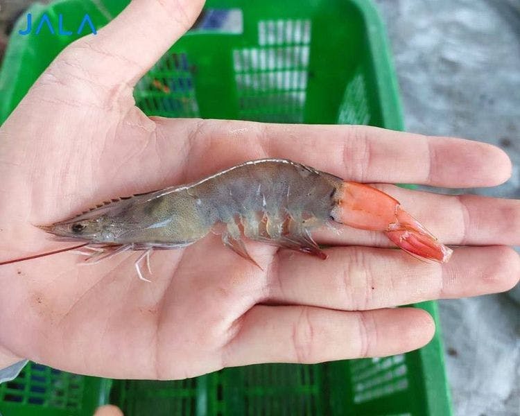 Does Your Shrimp Experience Cramps? Learn the Causes and Mitigations