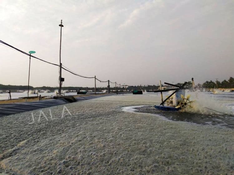 Safe and Effective Use of Saponin in Shrimp Ponds