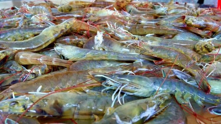 Negara Favorit Tujuan Ekspor Udang Indonesia