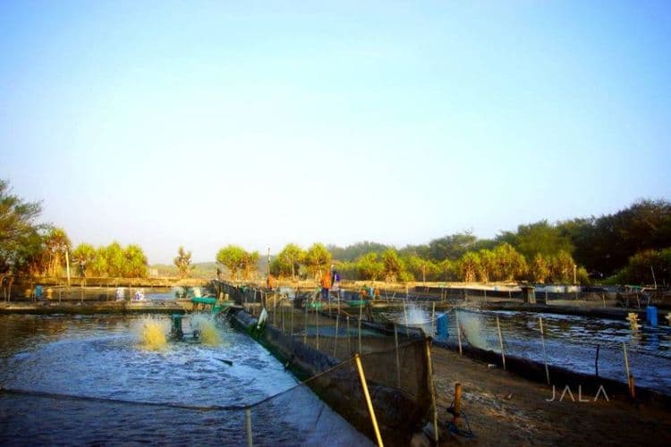 The Importance of Waring Fences in Shrimp Farms