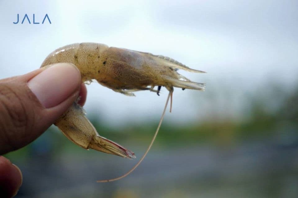 menghadapi-penyakit-bintik-putih-white-spot-disease-pada-udang.jpg