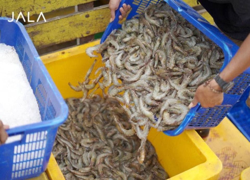 Performance Highlight of Shrimp Farming in Indonesia Throughout 2022