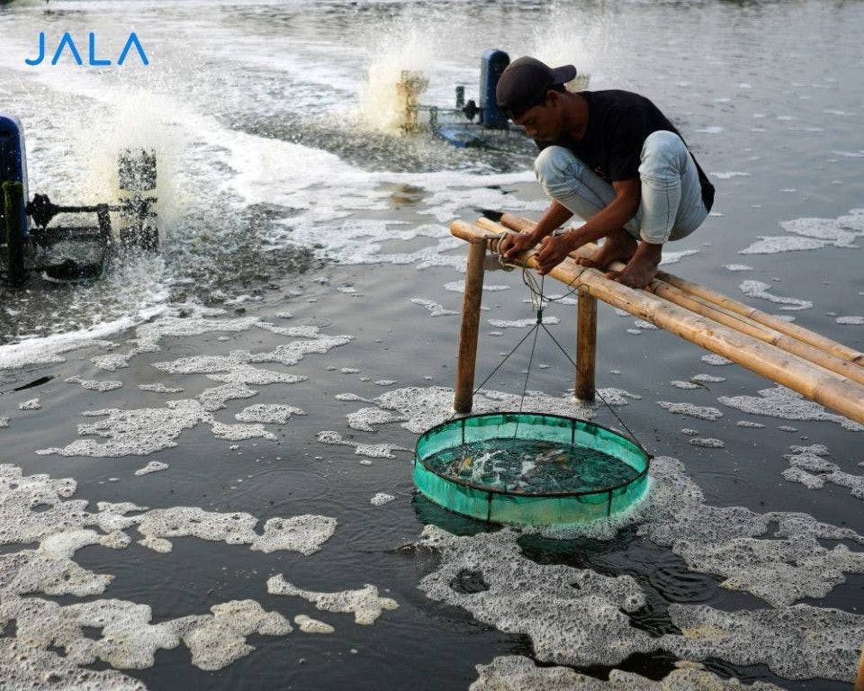 Shrimp Cultivation with Biofloc Technology