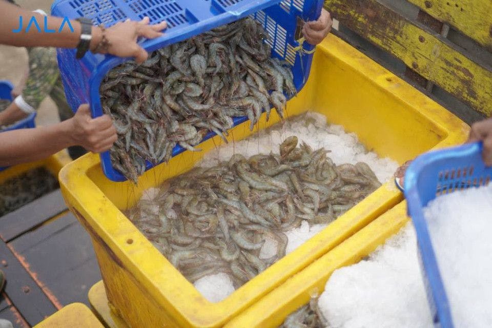 Shrimp Prices Declined in 2022, What About 2023?