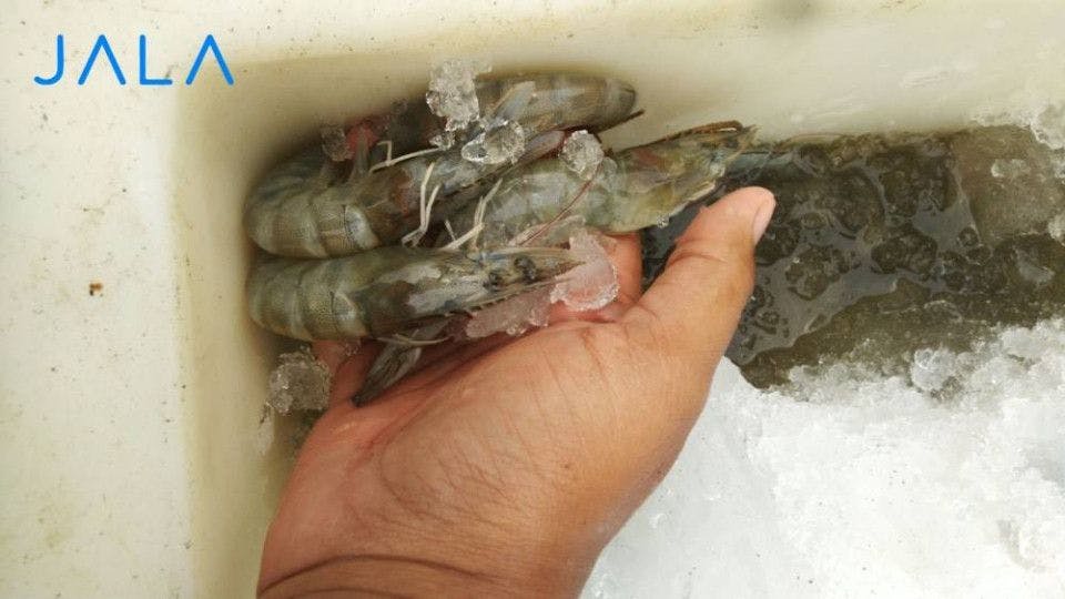 Successful Tips in Maintaining Shrimp Quality until the Hands of Consumers