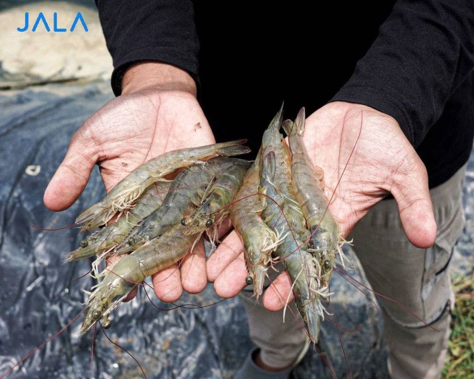 Takeaways from the Current Biggest Shrimp Exporting Country: Ecuador