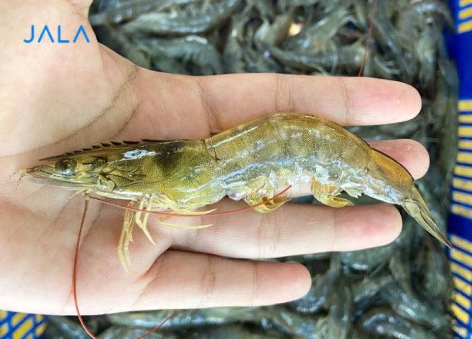 The Effect of Climate Change to Shrimp Condition