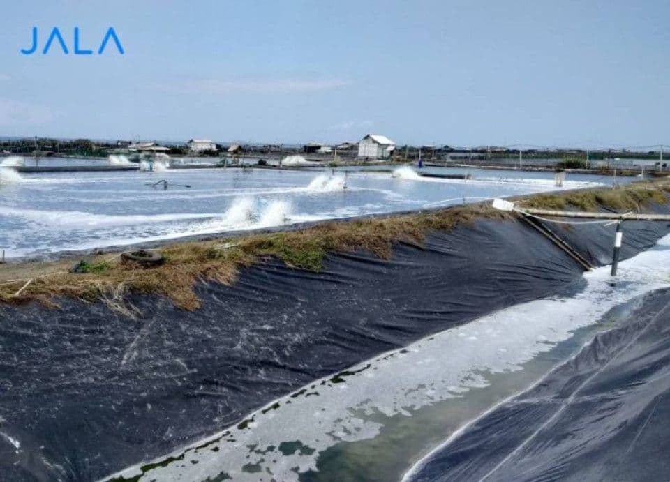 the-function-and-benefits-of-wastewater-treatment-plant-in-shrimp-farms.jpg