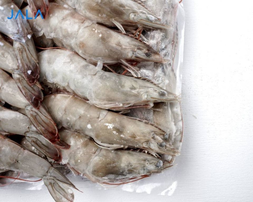 The Highest Shrimp-Consuming Country in the World: Japan