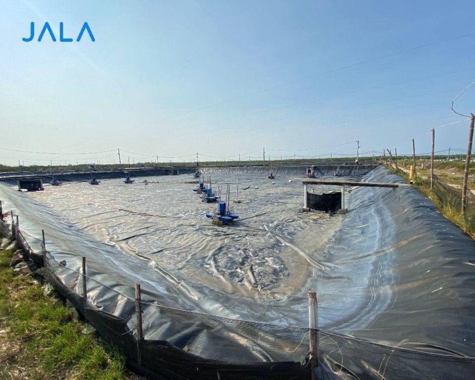 The Importance of Drying Pond and Cultivation Facilities