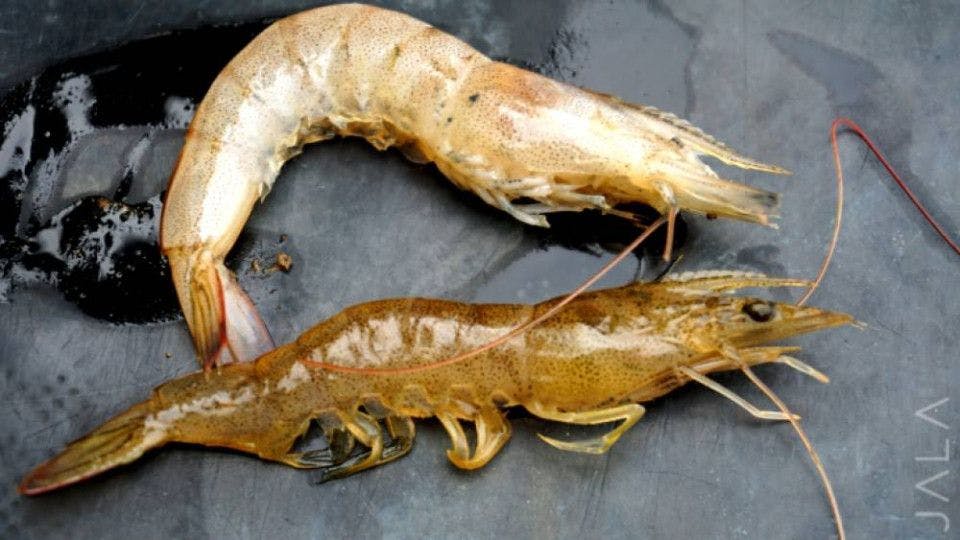 the-main-cause-of-shrimp-death.jpg
