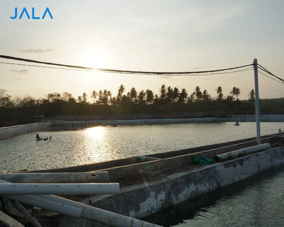 The Role of Reservoir in Shrimp Cultivation