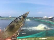 empat-virus-ini-bisa-menyerang-udang-vannamei-anda.jpg