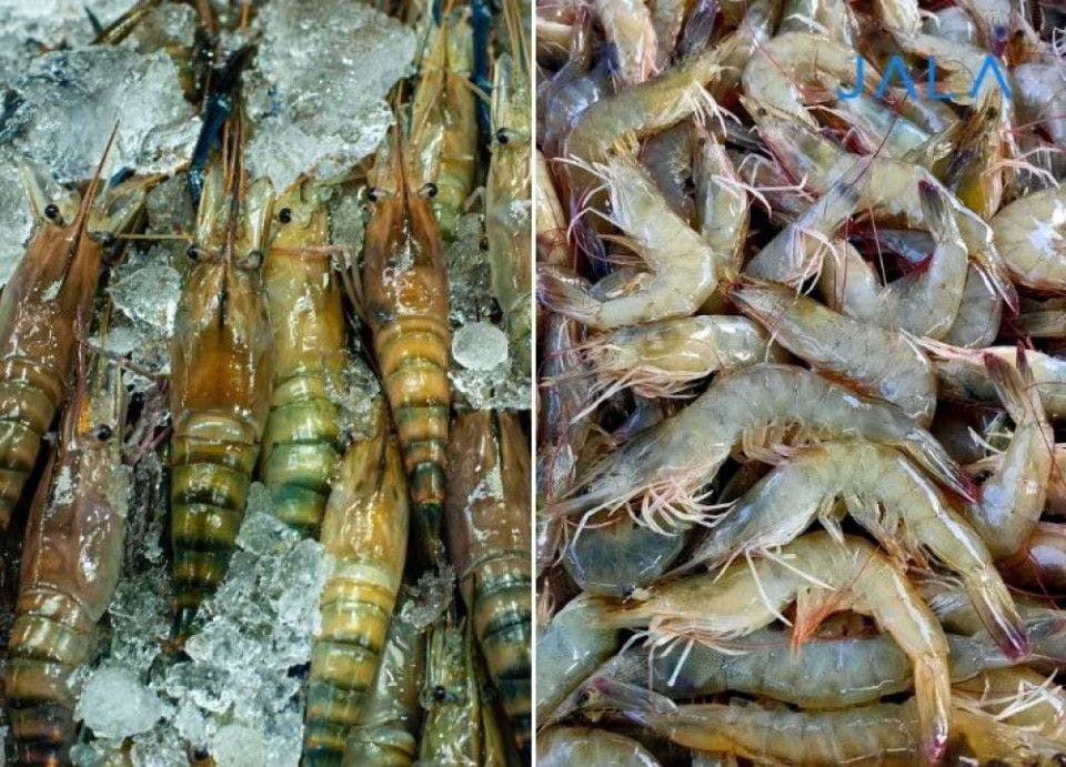 Why Can't Tiger Shrimp Compete with Vannamei Shrimp?