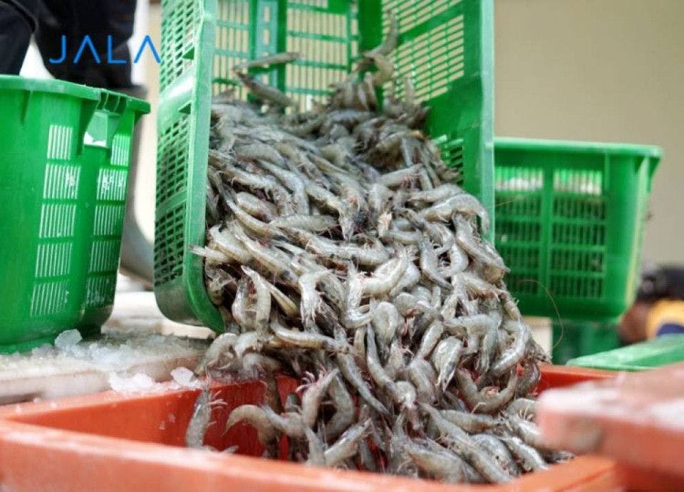 Why Is Shrimp Farming Considered Promising?